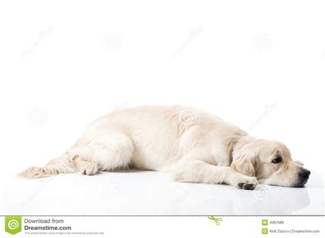 Golden retriever becomes sad due to mistreat. Sad Golden Retriever Dog Royalty Free Stock Images - Image: 4987689