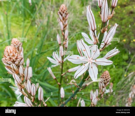 Asphodelus Aestivus Plant In Flower On Mountain Slope On Gran Canaria
