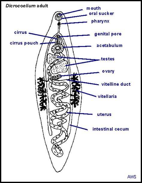 Caused by a flat worm called fasciola hepatica. Principles of Parasitism: Dicrocoelium