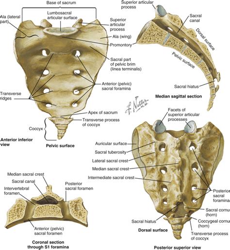 The Anatomy Of Sacrum And Lumbar Spine