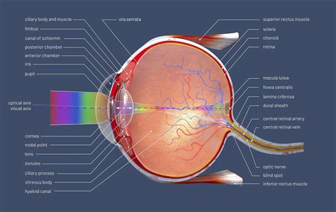 Normal Anatomy Of The Eye