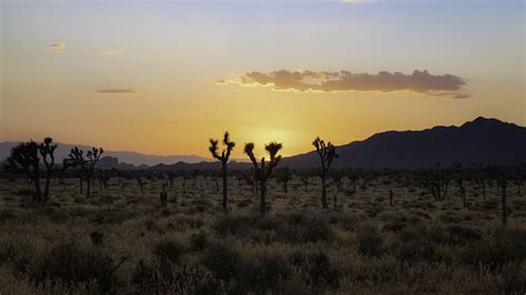 Download Wallpaper 1920x1080 Desert Cacti Mountains Sunset Full Hd