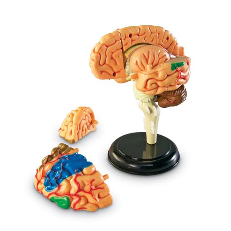 The Teachers Lounge Brain Anatomy Model 31 Pieces