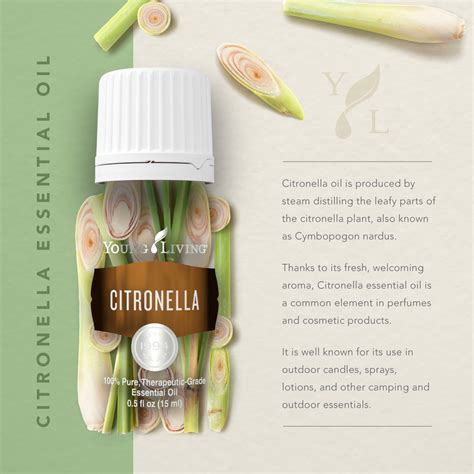 Did You Know Citronella Oil Is Produced By Steam Distilling The Leafy