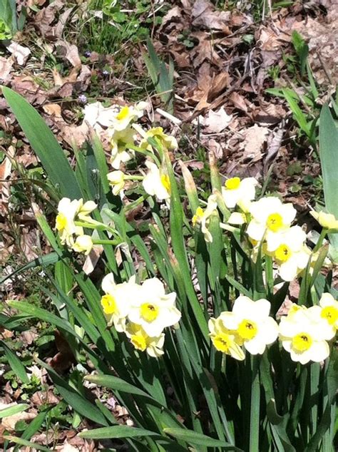 10 Yellowwhitemixed Daffodil Bulbs Daffodil Bulbs Daffodils Bulb