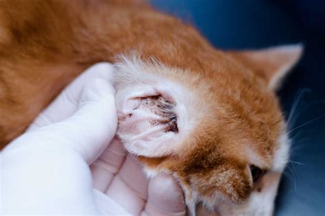 Ear Mites In Cats Small Door Veterinary