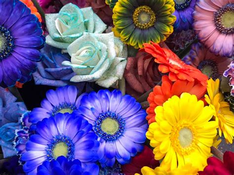 Step By Step To Dyeing Flowers And The Best Flowers To Dye Article Ont