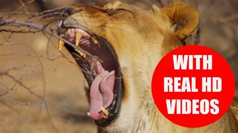Can You Name The Big Five In Africa This Educational Video Teaches