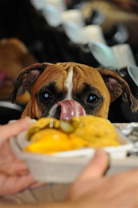 18 Pictures Of Dogs Persuasively Begging For Food
