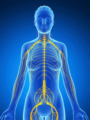 In biology, the nervous system is a highly complex part of an animal that coordinates its actions and sensory information by transmitting signals to and from different parts of its body. Female Nervous System Stock Photo - Download Image Now ...