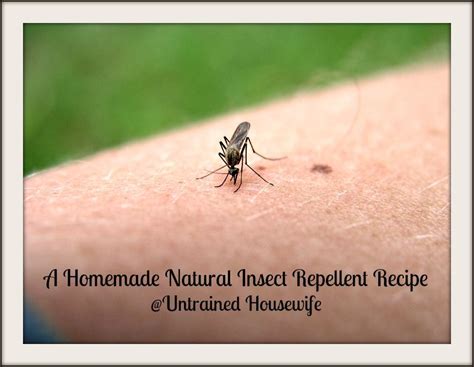 A Homemade Natural Insect Repellent With Essential Oils Natural