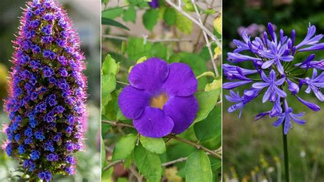 Descubre Las Hermosas Plantas Con Flores Moradas Y Sus Nombres