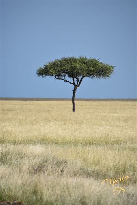 Kenyan Savanna By Marta Kazmierska In 2021 Savanna Tree Grassland
