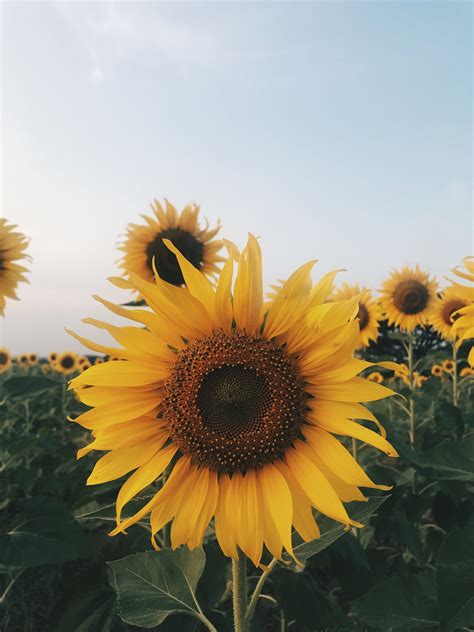 Best Of Are Aesthetic Wallpapers Yellow Sunflower Full Hd