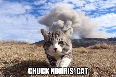 Chuck Norris Cat Imgflip