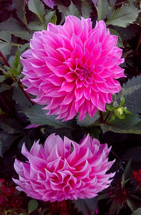 Types of flowers 170 flower names pictures flowerglossarycom. Yellow and Pink Dahlia flowers