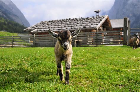 8 Types Of Goat Breeds