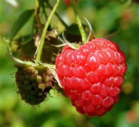 Free Images Nature Berry Sweet Flower Ripe Food Produce