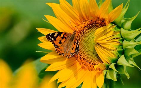 Sunflowers And Butterflies Wallpapers On Wallpaperdog