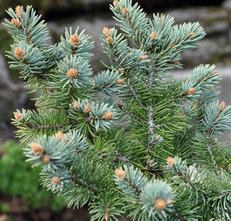 Colorado Blue Spruce Plant Sale Picea Pungens Glauca Canada