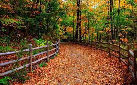 Fence Along The Path To The Forest Hd Desktop Wallpaper Widescreen