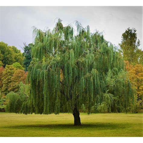 Online Orchards Bare Root 3 Ft To 4 Ft T Green Weeping Willow Tree