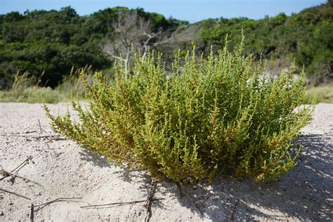 You Can Help Remove A Coastal Invader Russian Thistle Fernandina