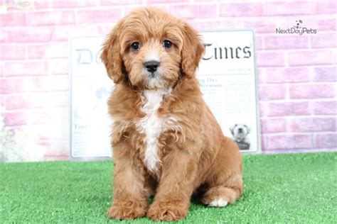 Her name is paisley and she is 8 weeks old. Paisley Cavapoo: Cavapoo puppy for sale near Baltimore ...