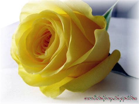 , yellow roses hd wallpapers free yellow roses hd wallpapers 398×800. Free Yellow Rose Wallpapers - Wallpaper Cave