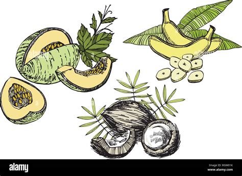 Banana Melon And Coconut Sketch Illustrations Vector Hand Drawn