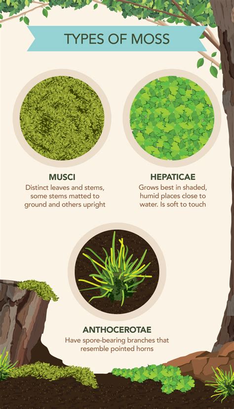 The Benefits Of Moss In Your Garden Add Some Character To Your Garden Growing Moss Moss