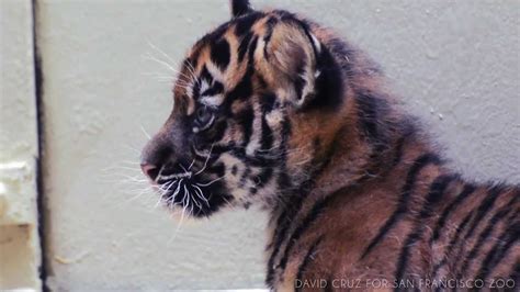 Sumatran Tiger Cub Debut Youtube
