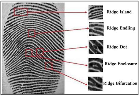 Ridgelines Minutiae Types Or Points Download Scientific Diagram