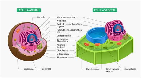 Imagenes De La Celula Eucariota Animal Con Todas Sus Partes Compartir