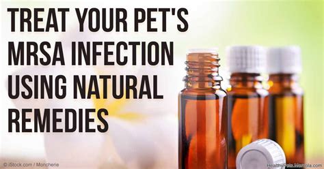People With Mrsa Infections Can Transmit It To Their Pets