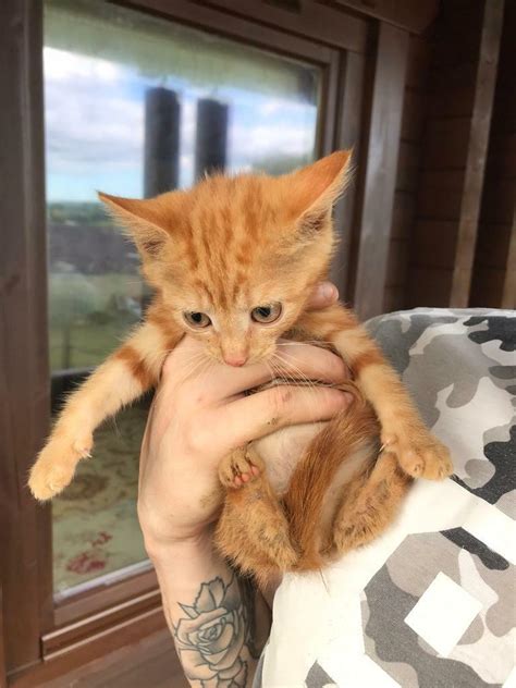Ginger Kittens For Sale In Swansea Gumtree