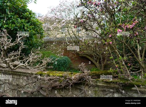 Spring Delights In Kings College Gardens Stock Photo Alamy
