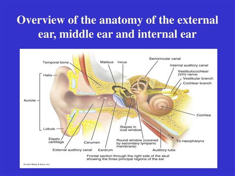 Ppt External Anatomy Of The Ear Powerpoint Presentation Free