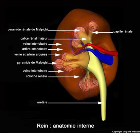 Rein Anatomie Interne Anatomie Photo Et Illustration