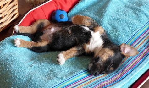 7 Dog Sleeping Positions Conked Out Canine Configurations