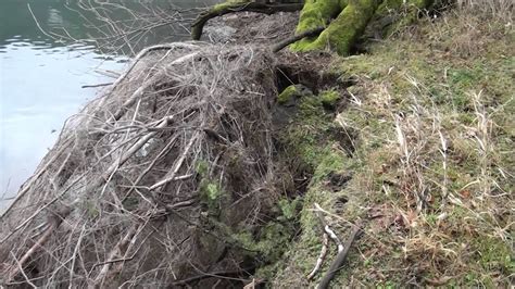 The Bigfoot Diaries Take A Look Deep Inside The Columbia River