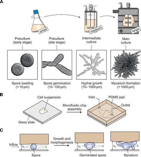 Real‐time Monitoring Of Fungal Growth And Morphogenesis At Single‐cell