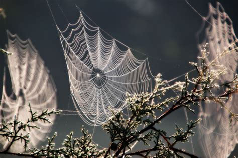 Spiders Can Be Beautiful Well Their Webs Anyway Black Photography