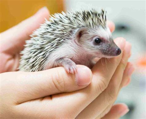 Cute And Tiny Pets To Buy If Your House Is Small Herzindagi