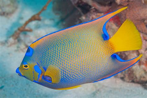 Queen Angelfish Facts And Information Guide American Oceans