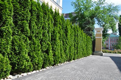 6 Fastest Growing Hedges For The Garden Uk