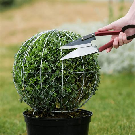 Ball Topiary Frame Kent And Stowe Garden Health