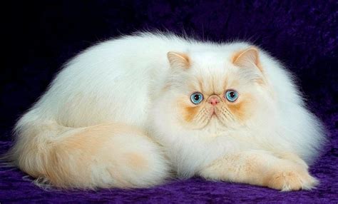 Уход за длинношерстными кошками: груминг, купание, кормление