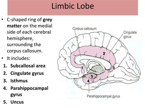 Limbic System Cerebral Cortex Lobes Flashcards Easy