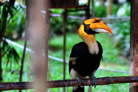 11 Amazing Animals You Can See In Taman Negara Malaysia